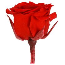 Prodotto Rose eterne Fiori stabilizzati Mini rose Rosso Ø3cm 16 pezzi