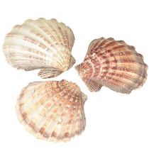 Prodotto Vere capesante naturali – sapore marittimo naturale 1 kg