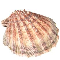 Prodotto Vere capesante naturali – sapore marittimo naturale 1 kg