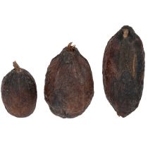 Prodotto Frutti di cacao, naturali, 10-18 cm, 15 pezzi
