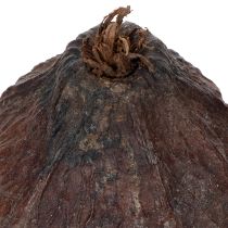Prodotto Frutti di cacao, naturali, 10-18 cm, 15 pezzi