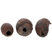 Prodotto Frutti di cacao, naturali, 10-18 cm, 15 pezzi