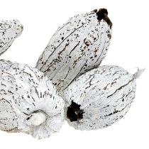 Prodotto Baccelli di cacao imbiancati 15 pz