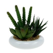 Prodotto Cactus in vaso Ø12cm 1pz