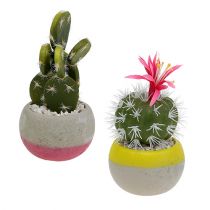 Cactus in vaso mix H13cm 4 pezzi