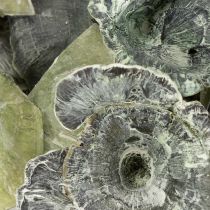 Prodotto Kalix Mushroom Green, White Washed 100 pezzi