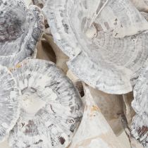 Prodotto Kalix Mushroom White Washed 100 pz