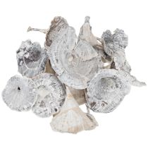 Prodotto Kalix Mushroom White Washed 100 pz