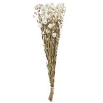 Prodotto Fiori secchi di camomilla Decorazione Fiori bianchi Mazzo 65cm 50g