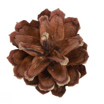 Prodotto Pigne decorative Pigne di pino silvestre naturali 4-5cm 250g