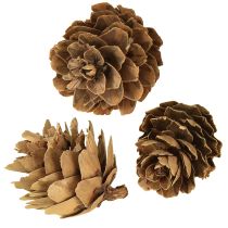 Prodotto Pigne naturali piccole pigne decorazione in rete 2,5-3,5cm 300g