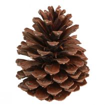Prodotto Pigne Decorazione pigne Pinus Maritima marittima 12-13cm 3 pz
