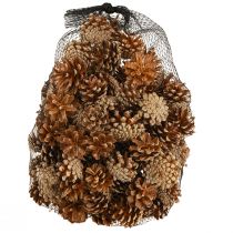 Prodotto Pigne Pino silvestre Pinus sylvestris H3–5cm 1kg