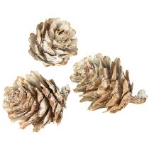 Prodotto Pigne sbiancate, piccole pigne decorative in rete, 2,5-3,5 cm, 500 g