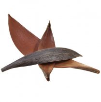 Gusci di cocco foglie di cocco essiccate al naturale 22 cm - 42 cm 25 pz