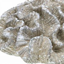 Prodotto Decoro marittimo corallo beige bianco artificiale polyresin 23x20cm