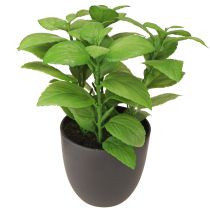 Prodotto Erbe artificiali basilico timo rosmarino Ø11,5cm 3pz
