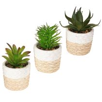 Prodotto Succulente artificiali in vaso di ceramica 12,5 cm 3 pezzi