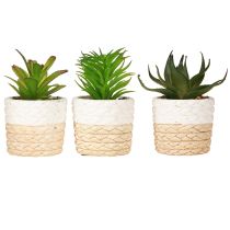 Prodotto Succulente artificiali in vaso di ceramica 12,5 cm 3 pezzi