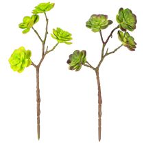 Prodotto Succulente artificiali con gambo verde viola assortite 32cm 2pz