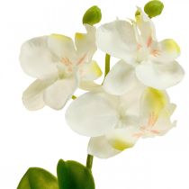 Orchidee artificiali Fiore artificiale orchidea bianco 20cm