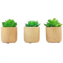 Succulente Artificiali in Vaso Piante Artificiali Assortite 10cm 3pz