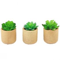 Prodotto Succulente Artificiali in Vaso Piante Artificiali Assortite 10cm 3pz