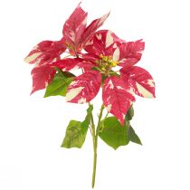Prodotto Stella di Natale artificiale color crema rosso L35cm 6pz 2 mazzi