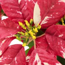 Prodotto Stella di Natale artificiale color crema rosso L35cm 6pz 2 mazzi