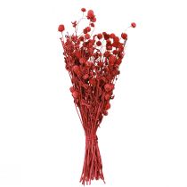 Prodotto Amaranto globoso (Gomphrena globosa), rosso, secco, 45 cm, 100 g