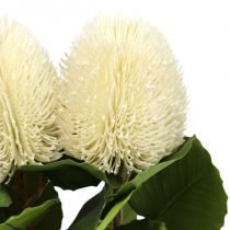 Fiori artificiali, Banksia, Proteaceae Bianco crema L58cm H6cm 3pz