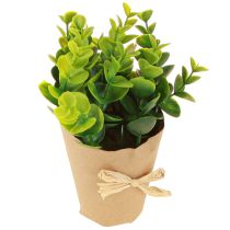 Prodotto Piante artificiali Felce artificiale Bosso 15-19 cm 4 pezzi