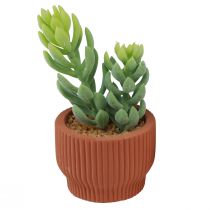 Prodotto Piante artificiali Cactus succulento Pianta verde artificiale 14,5/15,5 cm 2 pezzi