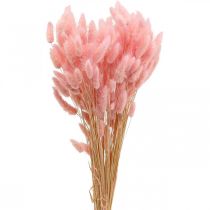 Prodotto Lagurus erba essiccata coda di coniglio rosa chiaro 65-70 cm 100 g