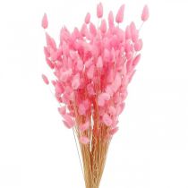 Prodotto Lagurus Erba Secca Coda di Coniglio Rosa 65-70 cm 100 g
