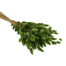 Prodotto Lagurus essiccato (Erba coda di lepre) 65-70 cm 75 g