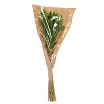 Prodotto Lagurus essiccato (Erba coda di lepre) 65-70 cm 75 g