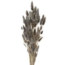 Prodotto Lagurus Erba Coda di Lepre Essiccata Grigia 45-55cm 50g