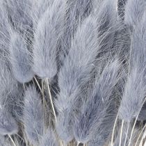 Prodotto Lagurus essiccato (Erba coda di lepre) Grigio per bouquet di fiori secchi 60 cm 75 g