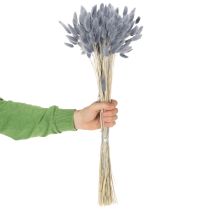 Prodotto Lagurus essiccata (erba coda di lepre) grigia per bouquet di fiori secchi 60 cm 75 g