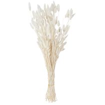 Prodotto Fiori secchi Lagurus Natural – Erba di coda di coniglio soffice in bianco crema 55-70 cm 100 g