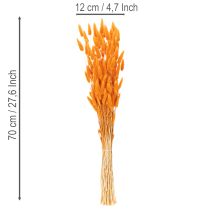 Prodotto Mazzo di erba vellutata Lagurus, essiccata, 70 cm, 100 g