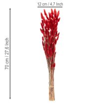 Prodotto Mazzo di Lagurus essiccati, decorazione con fiori secchi, 70 cm, 100 g
