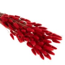 Prodotto Mazzo di Lagurus essiccati, decorazione con fiori secchi, 70 cm, 100 g