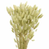 Velvet Grass Lagurus verde chiaro 100 g di erbe secche