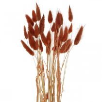 Erba secca rosso ruggine, decorazione naturale, lagurus, fiori secchi L45–50cm 30p