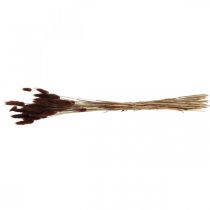 Prodotto Fioritura secca, erba decorativa, Lagurus Brown L35–50cm 25g
