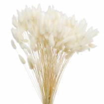 Erba secca per la pulizia della lampada Lagurus Flower 100g sbiancata