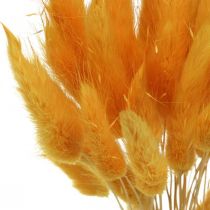 Prodotto Erba gialla di Lagurus, erba vellutata, erba a coda di coniglio L20-50cm 25g