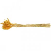 Prodotto Lagurus Yellow Velvet Grass Coda di coniglio Erba L40–55cm 25g